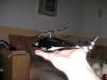 BILD0608.JPG